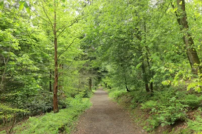 forêt